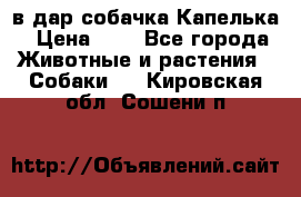 в дар собачка Капелька › Цена ­ 1 - Все города Животные и растения » Собаки   . Кировская обл.,Сошени п.